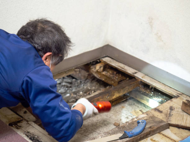 Best Local Mold Removal Service  in Coachella, CA