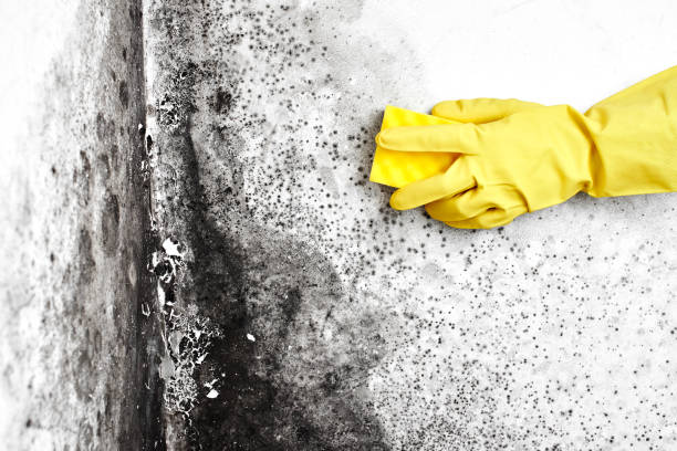 Best Black Mold Removal  in Coachella, CA