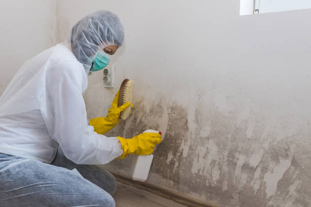 Home Mold Removal in Coachella, CA