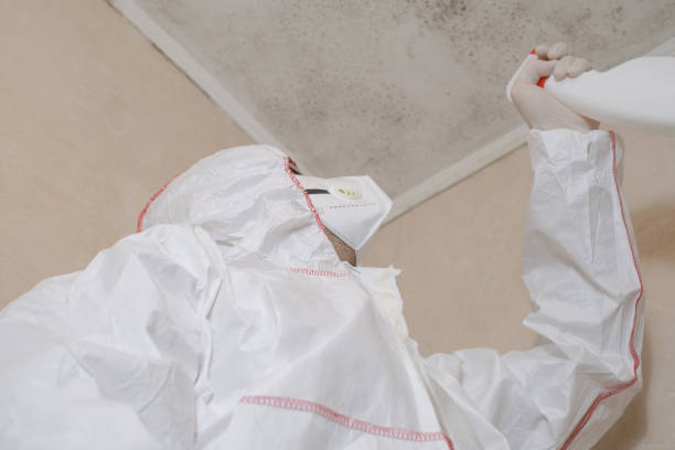 Best Local Mold Removal Service  in Coachella, CA