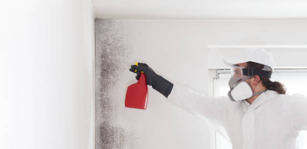 Mold Testing and Removal in Coachella, CA