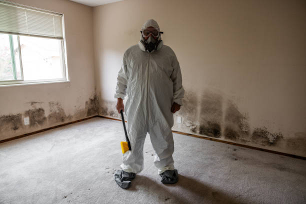 Best Attic Mold Removal  in Coachella, CA