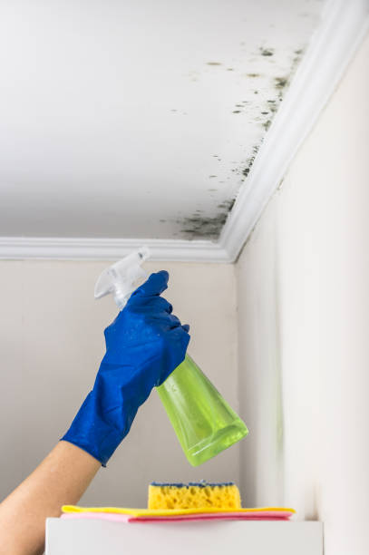 Certified Mold Removal in Coachella, CA
