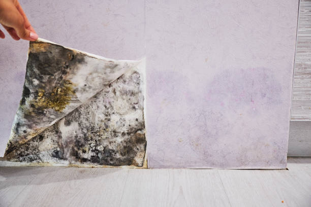 Best Attic Mold Removal  in Coachella, CA